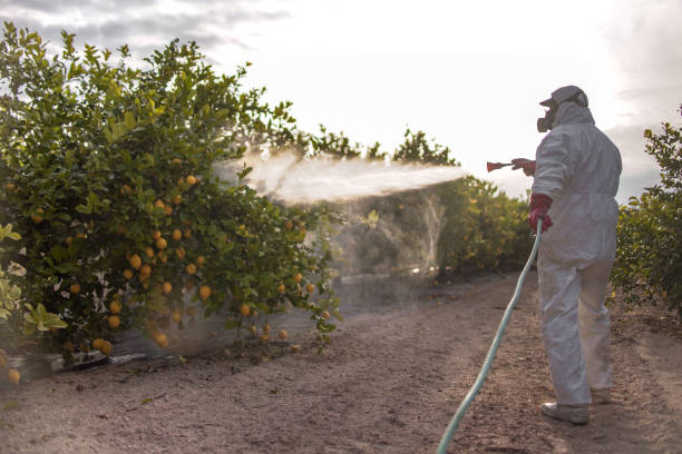 Insect Control in Cloquet, MN