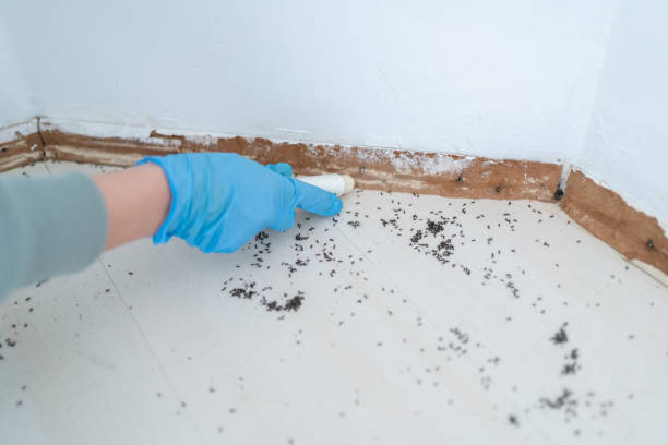 Best Flea Control Services  in Cloquet, MN